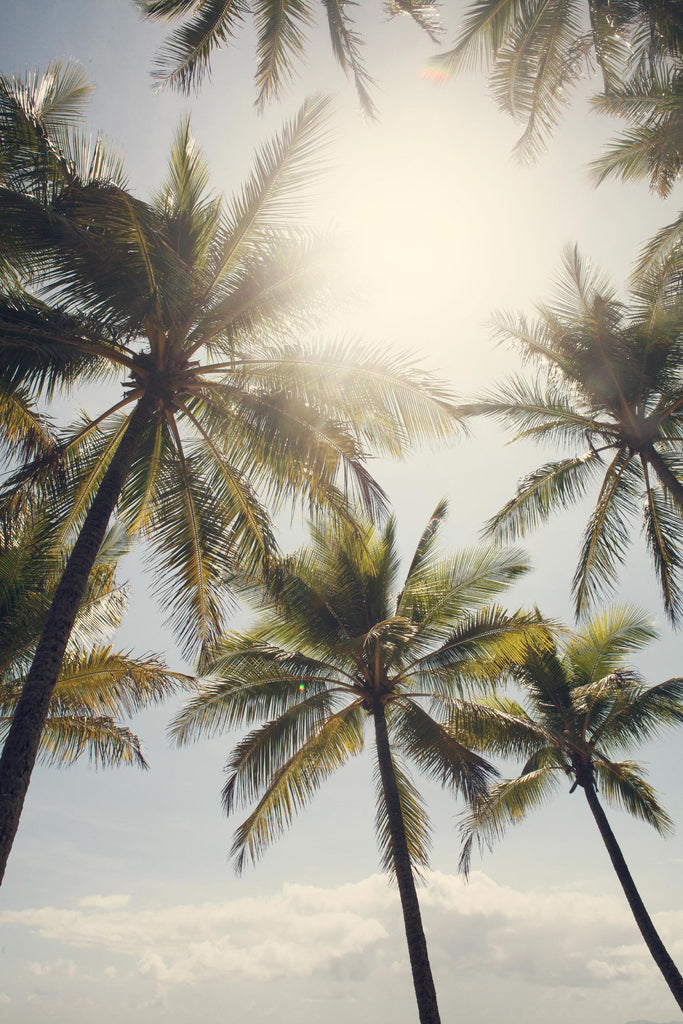 Standing in the Sun by Catherine McDonald on GIANT ART - green tropical