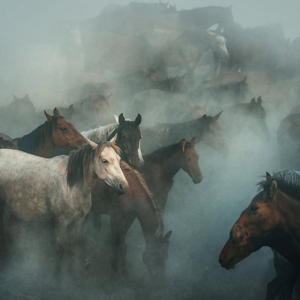 Lost Horses by Huseyin on GIANT ART - animals kapadokya